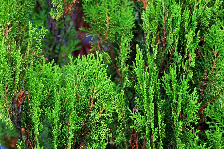 Conifer, Tree, Aromatic, conifer tree, green, organic, agriculture HD wallpaper