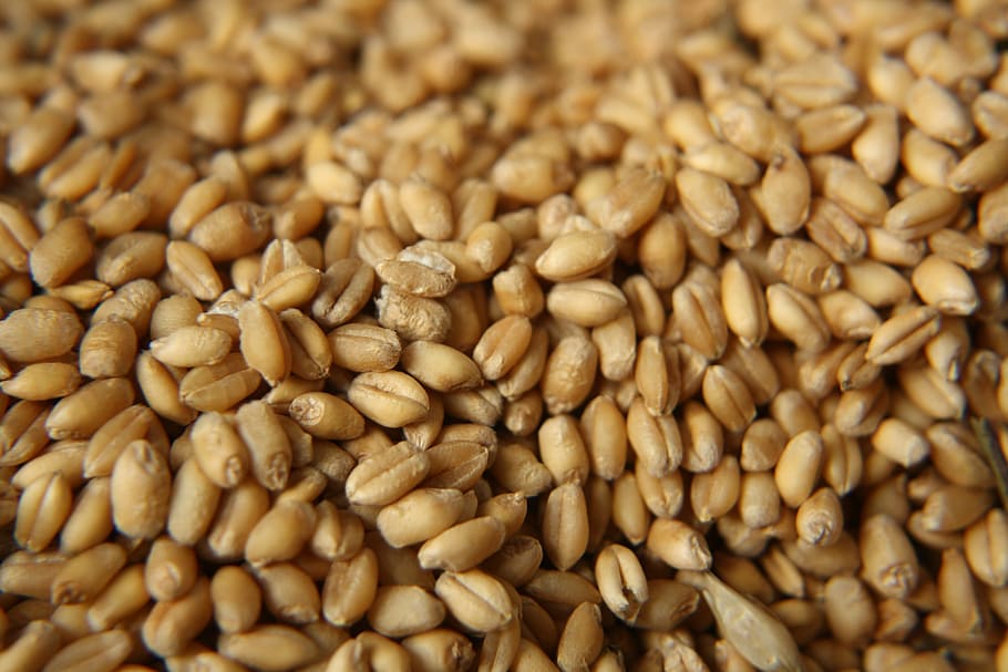 shallow focus photography of brown beans, seed, nutrition, crop HD wallpaper