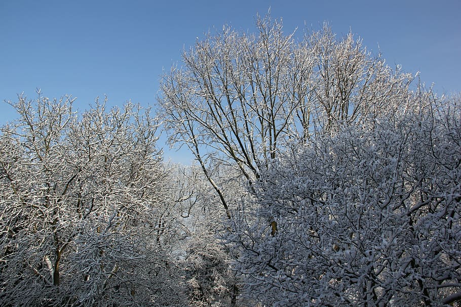 winter, snow, landscape, sky, forest, park, trees, plant, cold temperature HD wallpaper