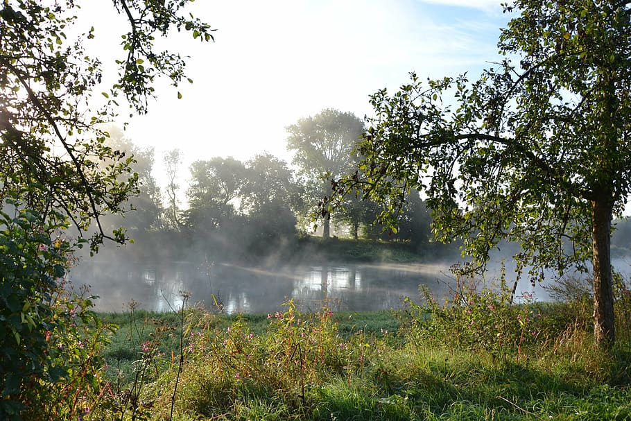 fog, nature, river, water, tree, plant, smoke - physical structure HD wallpaper