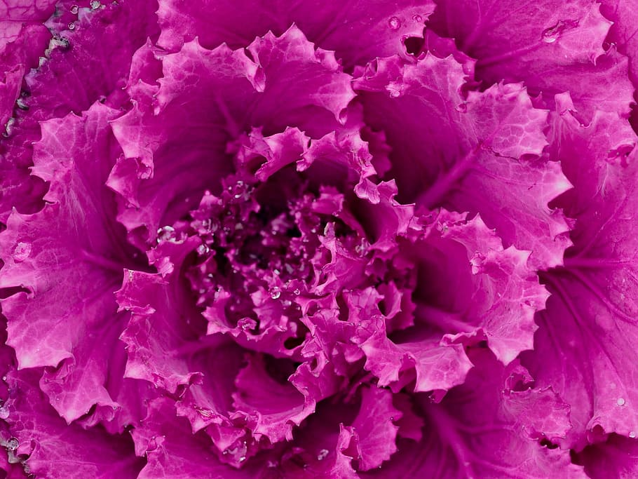cabbage, purple, head, vegetable, red, healthy, cooking, nutrition HD wallpaper