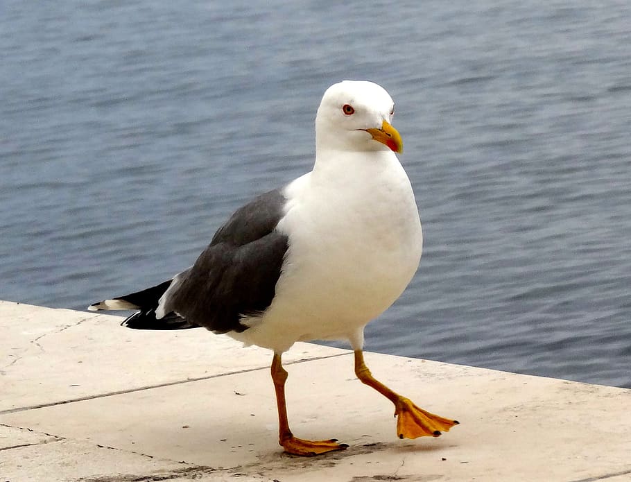 bird, seagull, birds, beach, nature, calm, part, summer, animal themes HD wallpaper