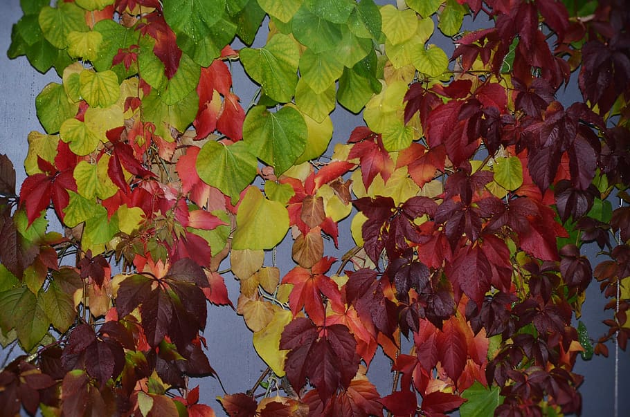 leaf, rain, leaves, green, autumn, fall leaves, wet, rain drops HD wallpaper