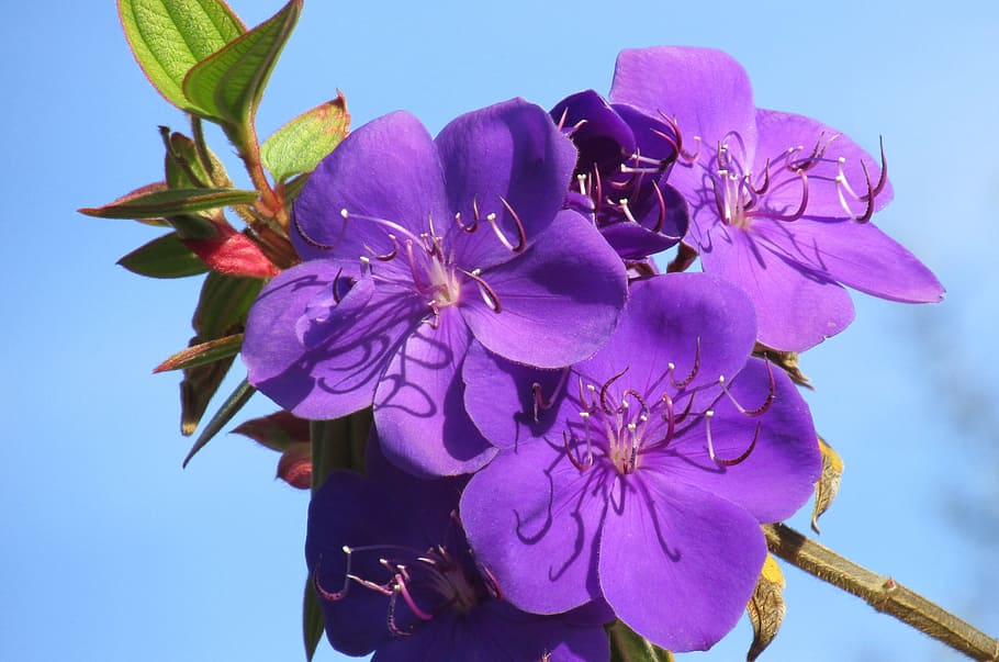flower, sky, high, flowering plant, vulnerability, fragility HD wallpaper