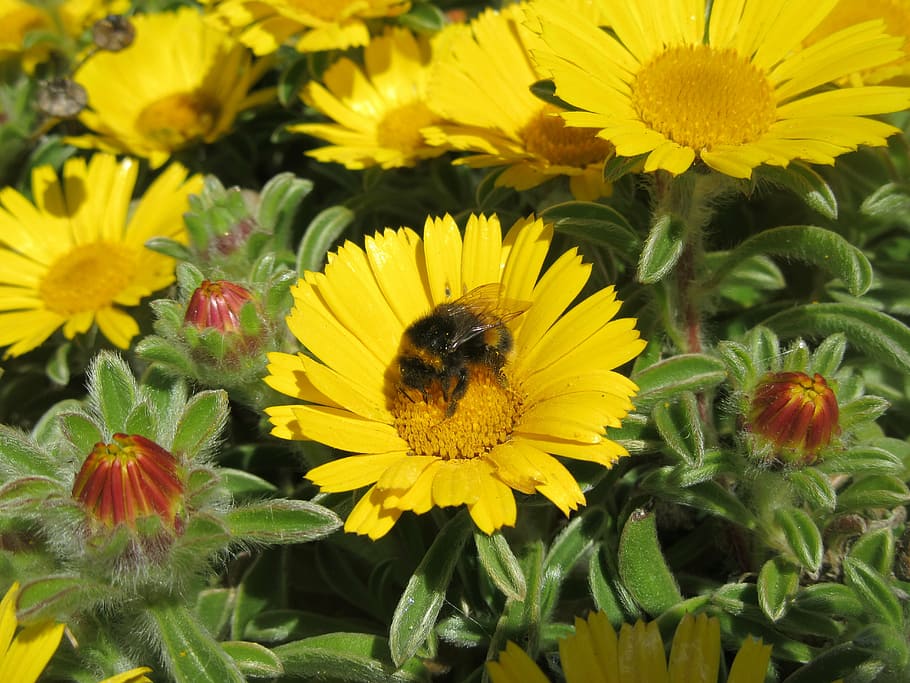 flower, bee, daisy, yellow, summer, pollen, nectar, nature HD wallpaper