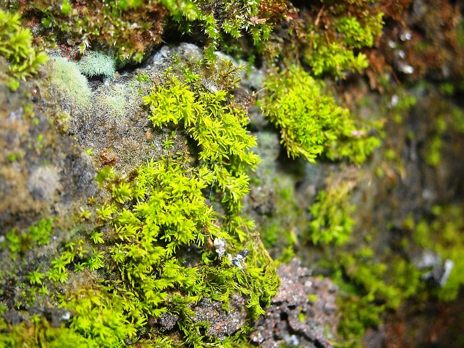 moss, green, wall, plant, growth, green color, beauty in nature HD wallpaper