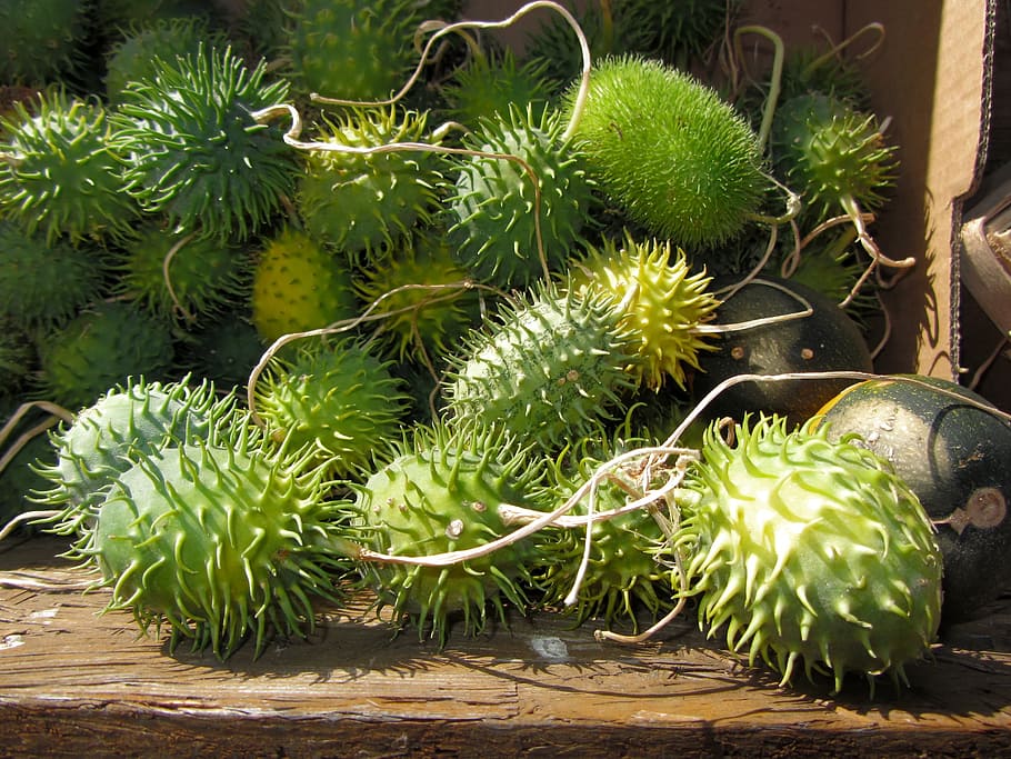 chayote, hedgehog cucumber, vegetables, green color, growth HD wallpaper