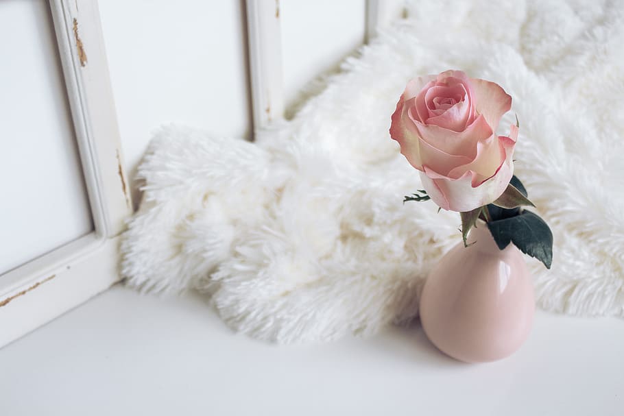 pink rose in pink ceramic vase beside white fur garment, flower HD wallpaper