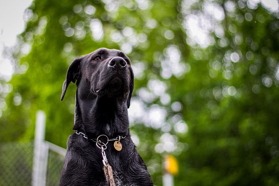dog, head, nature, snout, great dane, muzzle, a hybrid, dog eyes HD wallpaper