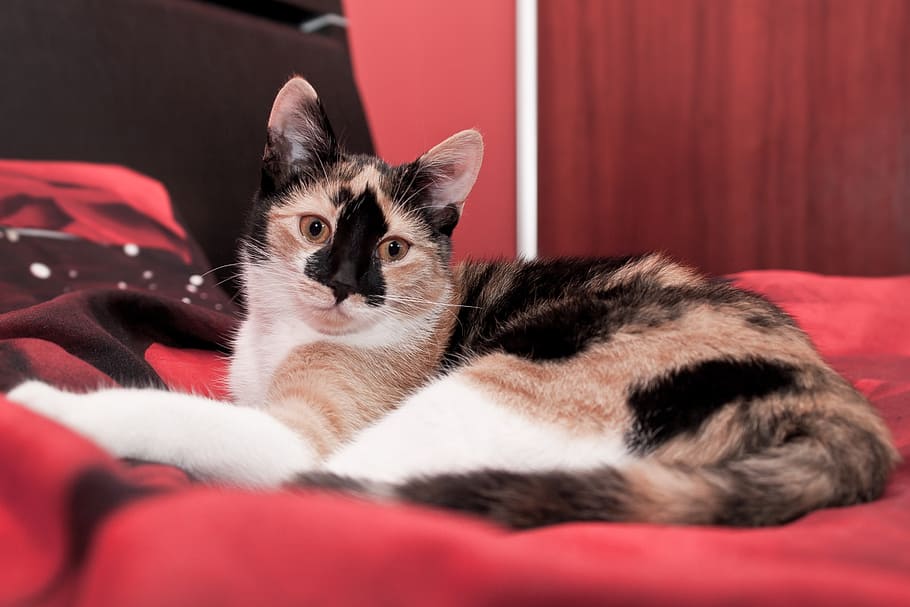 short-haired tan, white, and black cat lying on red cloth, rest HD wallpaper
