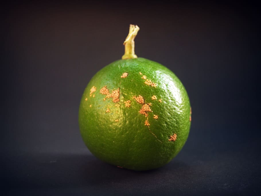 Lime, Lemon, Slice, Whole, White, green, leaf, citrus, fruit HD wallpaper