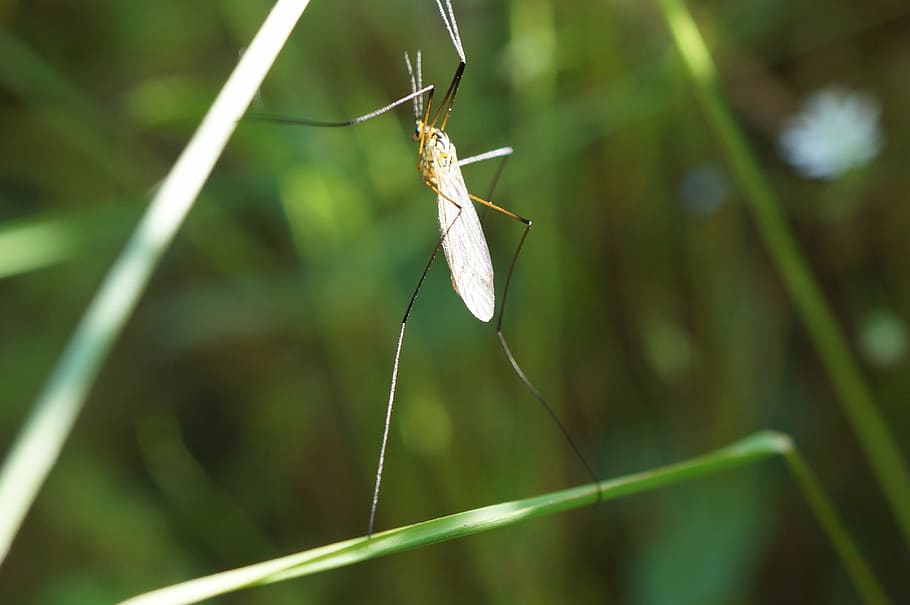 bug, mosquito, macro, wings, animal, invertebrate, insect, animal themes HD wallpaper
