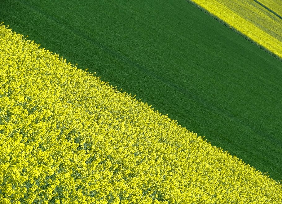 landscape, color, field, green color, plant, growth, agriculture HD wallpaper
