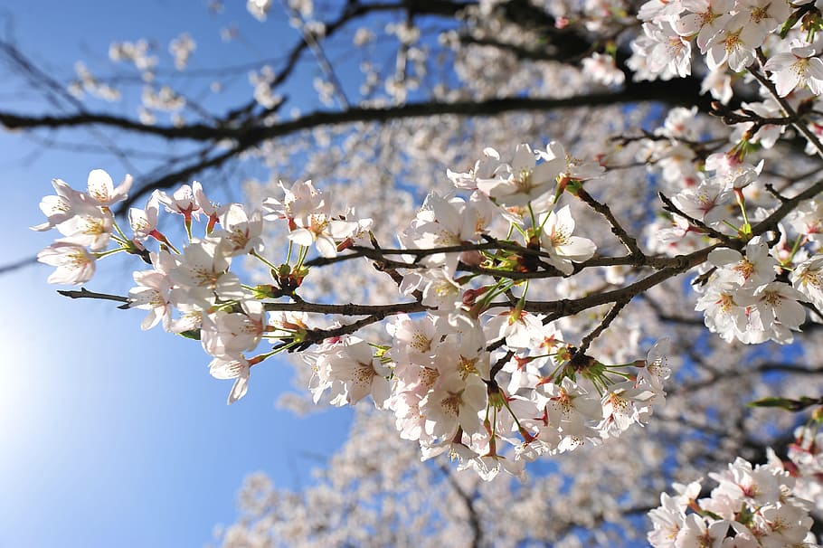 cherry, spring, sky, sun, flowering plant, fragility, vulnerability HD wallpaper