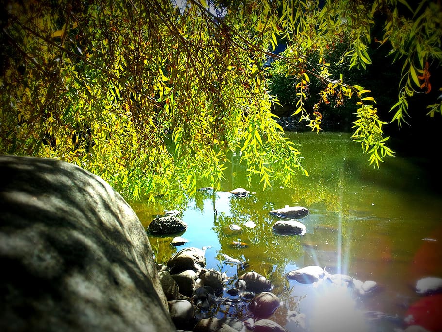 rocks on body of water, Pond, Trees, Lakes, Nature, greens HD wallpaper
