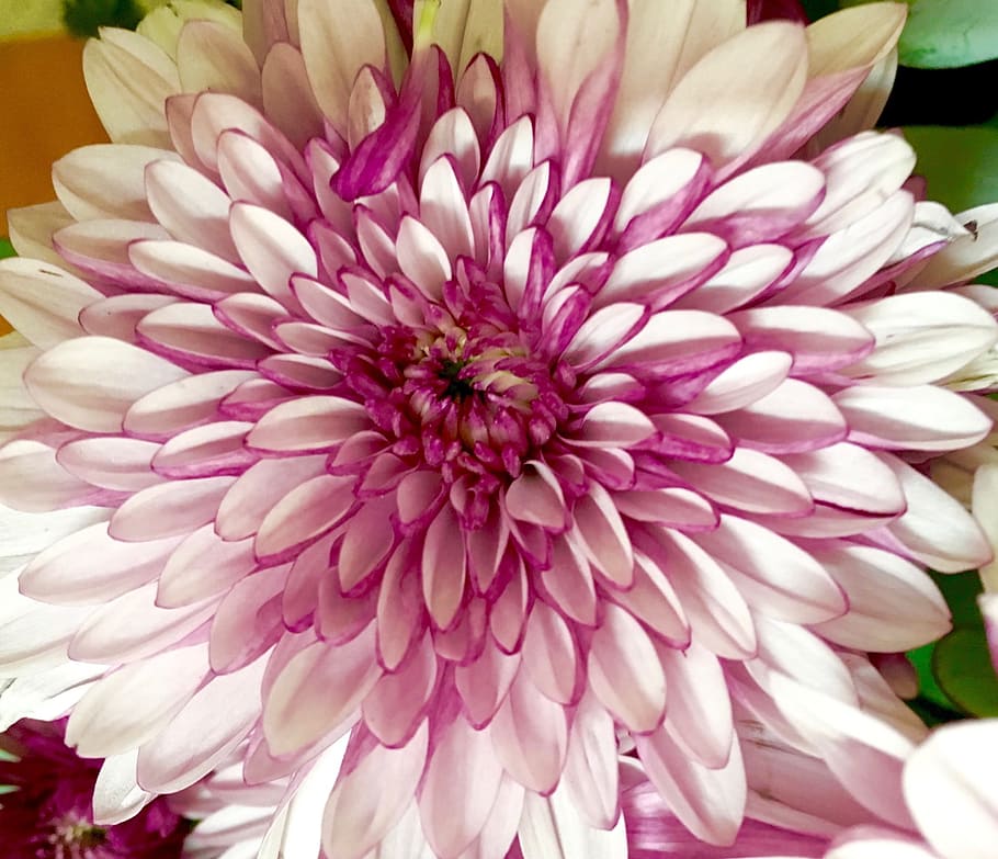 Chrysanthemum, Macro, Bloom, Blossom, floral, plant, petals HD wallpaper