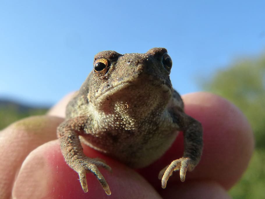 toad, sapito, small, hand, tiny, batrachian, bufo bufo, one animal HD wallpaper