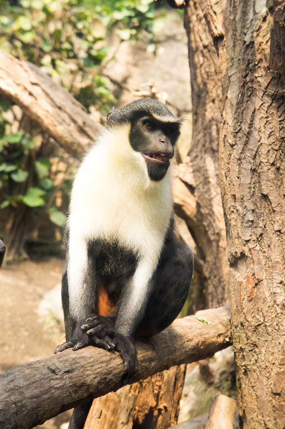 Monkey, Tree, Fur, Animal, Zoo, Nature, äffchen, hell, animal world HD wallpaper