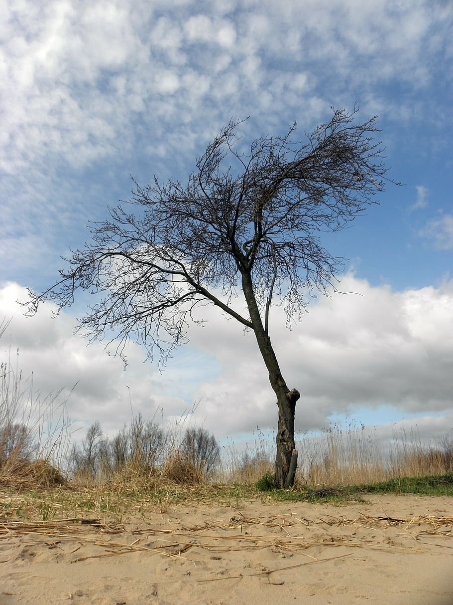 tree, beach, clouds, cloud - sky, plant, land, tranquility HD wallpaper