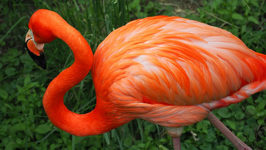 flamingo, bird, pink, wild, wildlife, animal, exotic, beak HD wallpaper