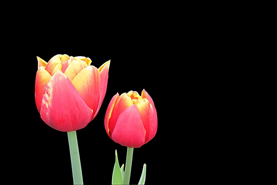Tulips, Flower, Spring, flowers, red yellow, nature, springtime HD wallpaper