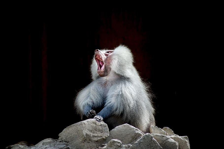 white animal shows mouth, baboon, monkey, yawn, mammal, wildlife HD wallpaper