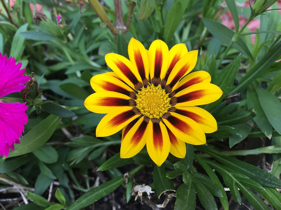 Flower, Yellow, Daisy, Spring, Blossom, nature, yellow flowers HD wallpaper