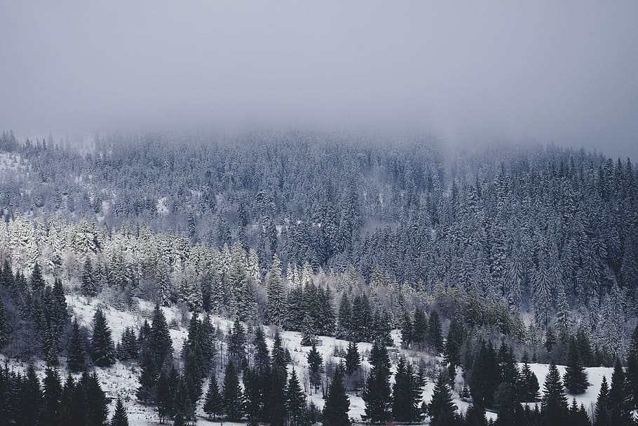 snow, winter, white, cold, weather, ice, trees, plants, nature HD wallpaper
