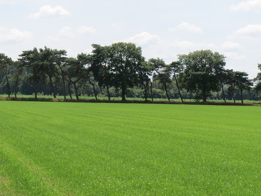 grass, green, landscape, tree, netherlands, countryside, forest HD wallpaper