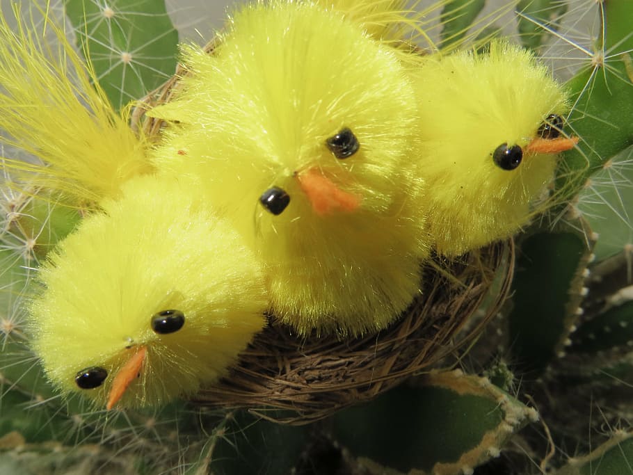 birds, gift, yellow, packaging, decoration, ornament, toy, close-up HD wallpaper