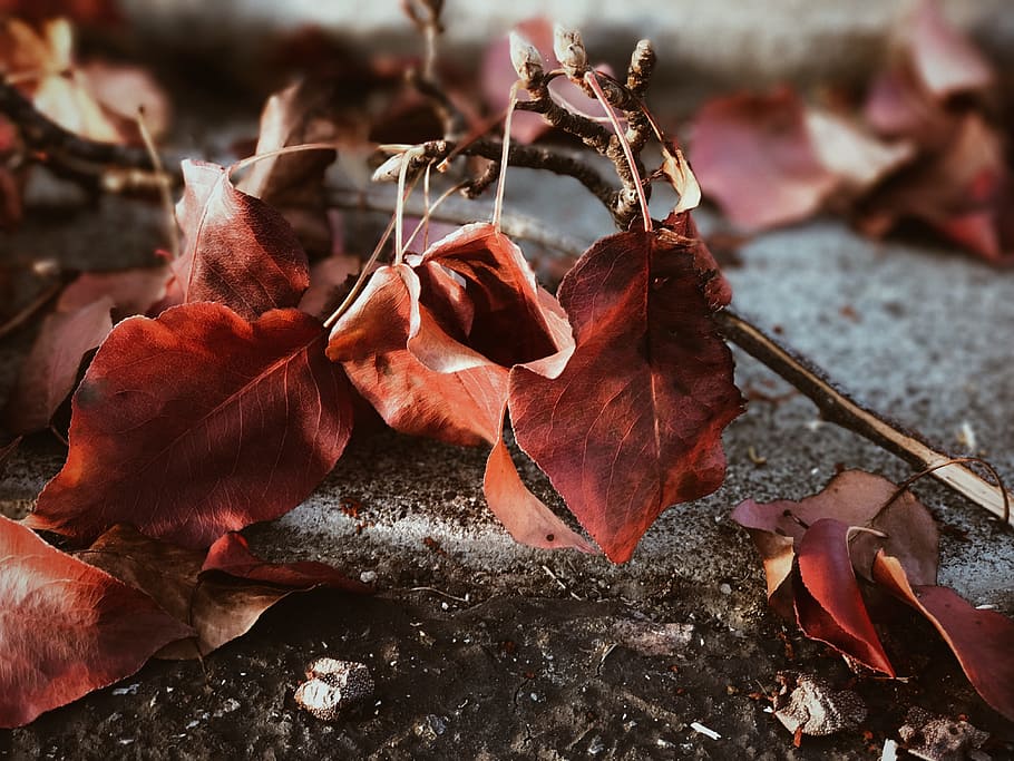 leaf, autumn, fall, dry, plant part, close-up, nature, focus on foreground HD wallpaper