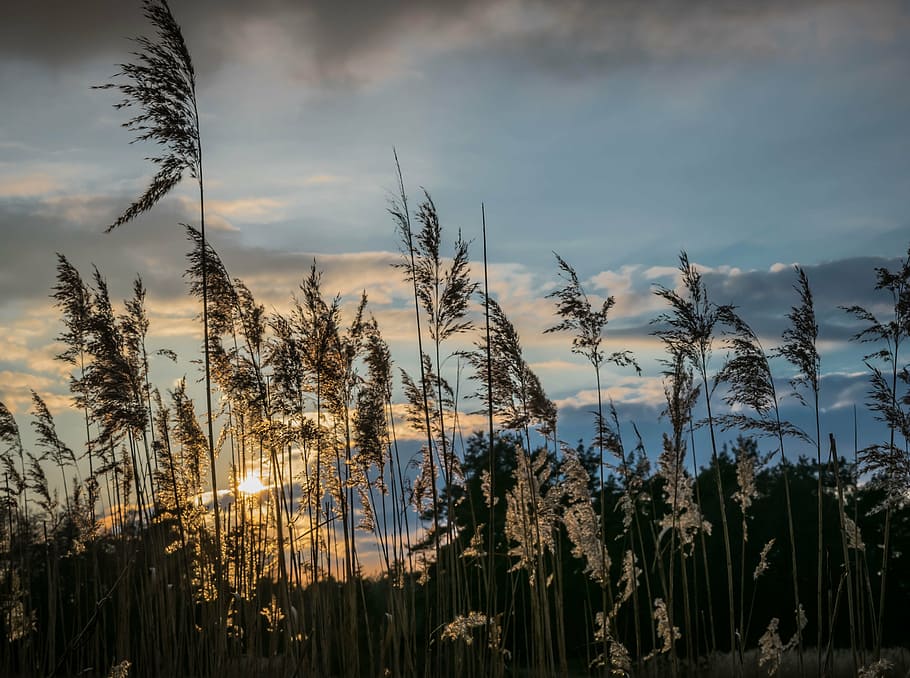 white flowers photography, evening, sky, reed, sunset, twilight HD wallpaper