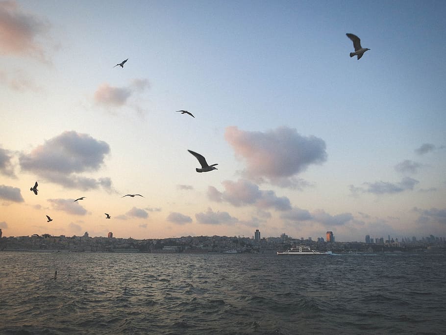 seagulls, birds, sky, clouds, water, boats, coast, city, skyline HD wallpaper