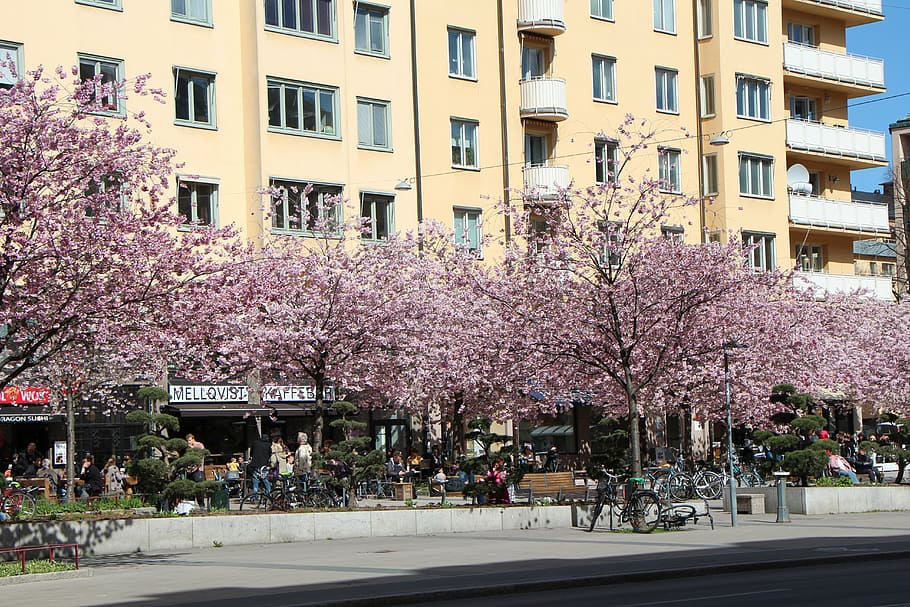 spring, stockholm, tree, flowers, purple, road, apartment building HD wallpaper