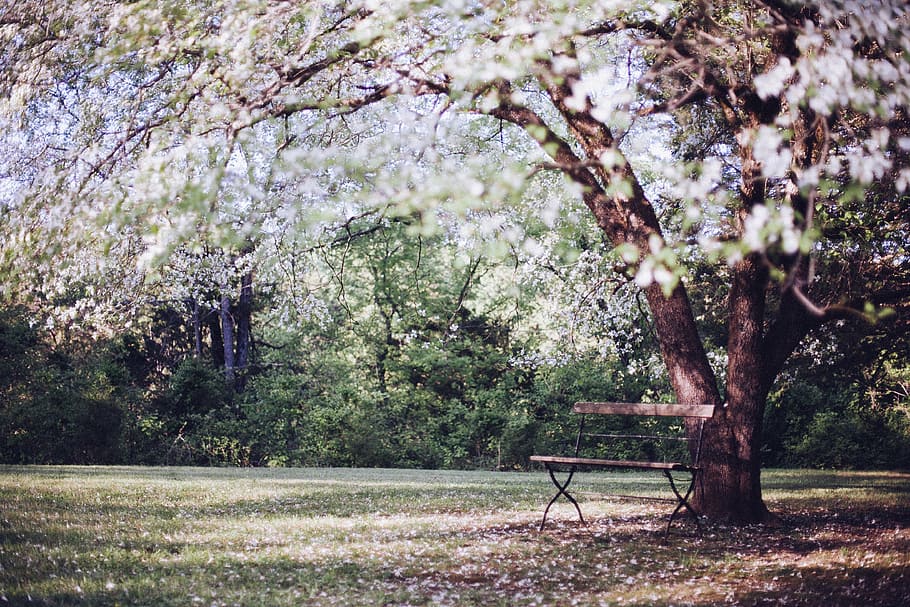 photo of white tree, flowering tree, park bench, resting, relaxing HD wallpaper