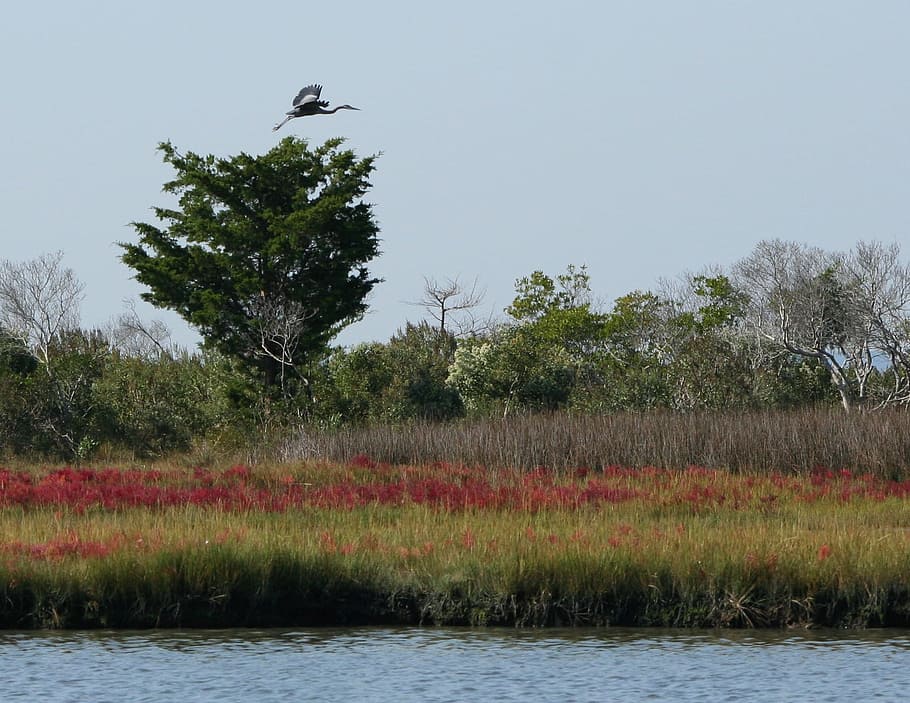 Marsh, Nature Preserve, National Park, assateague, chesapeake bay, HD wallpaper