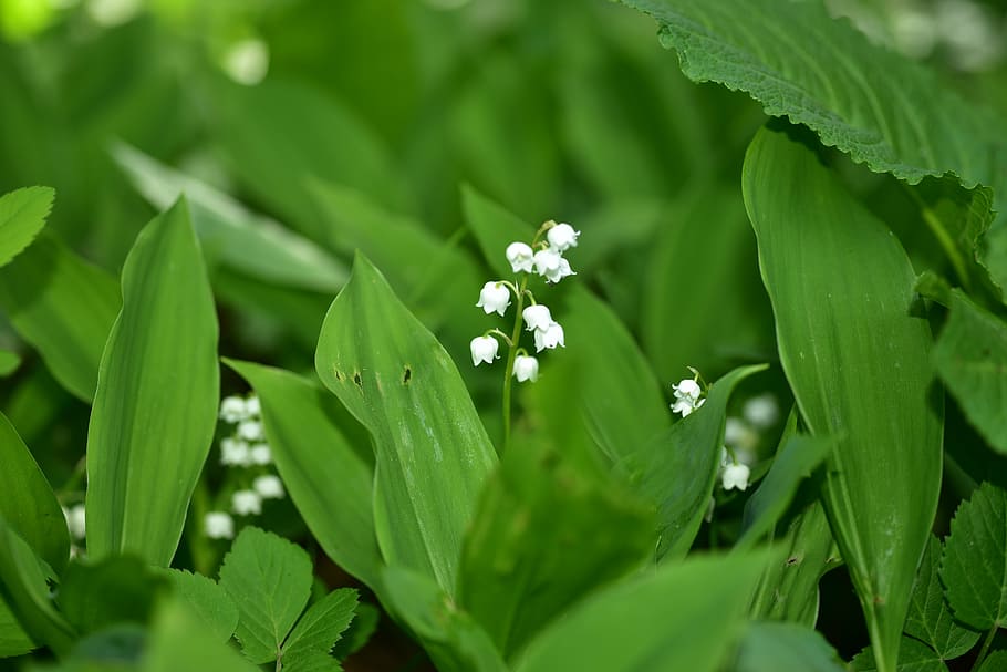 white lily of the valley flowers, blossom, bloom, convallaria majalis, HD wallpaper