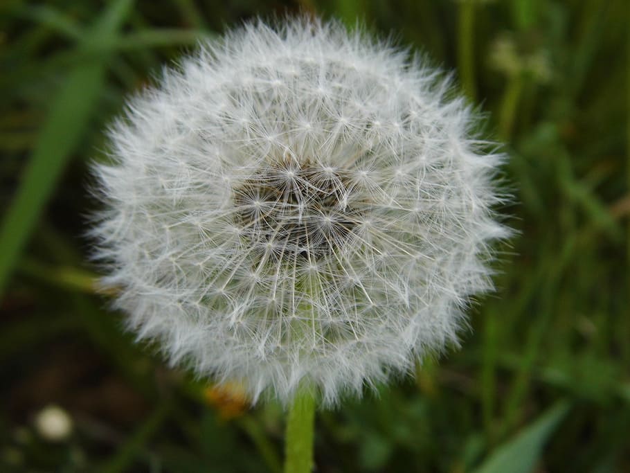 dandelion, nature, spring, close, pointed flower, plant, meadow HD wallpaper