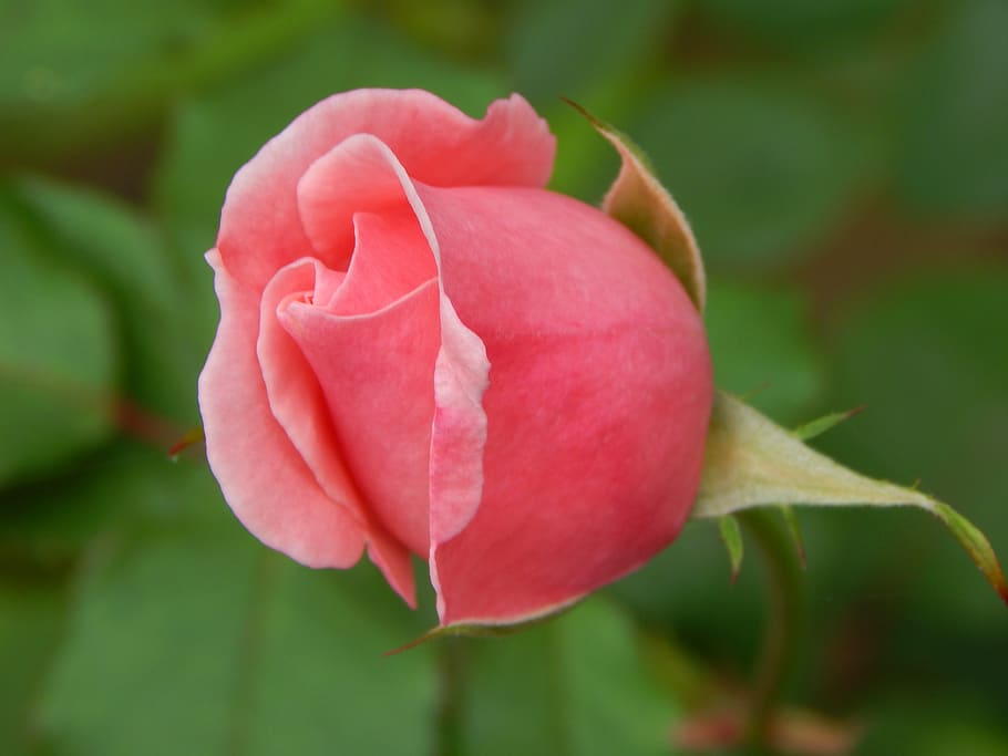 rosa, flower, nature, spring, flowering plant, beauty in nature HD wallpaper