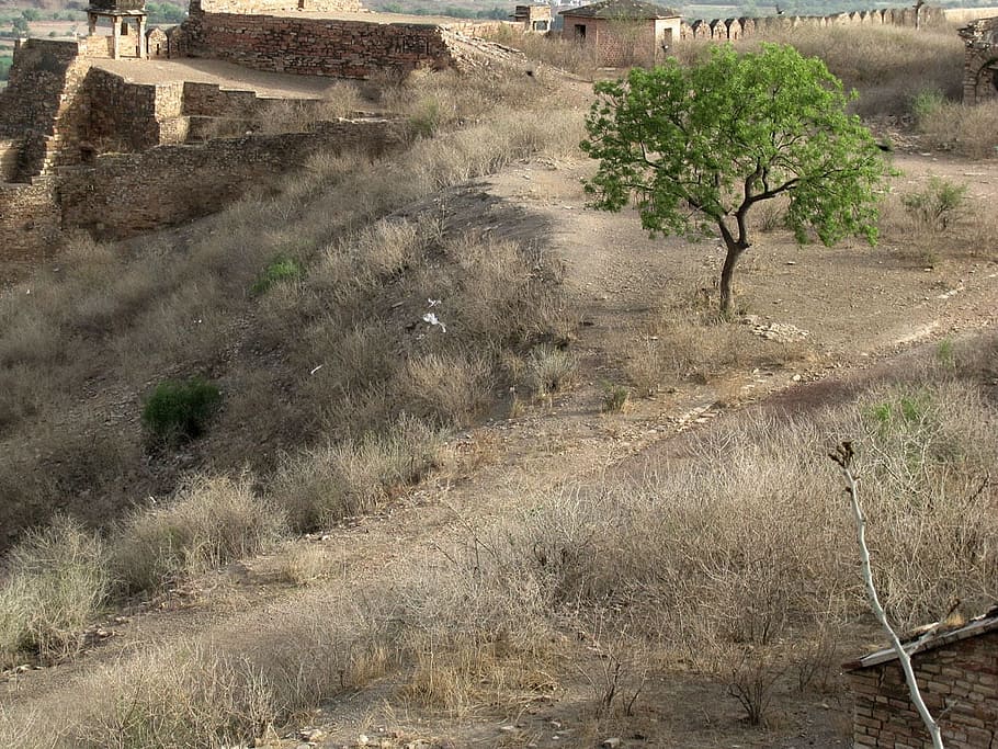 fort, ruins, tree, dry, grass, walls, stones, plant, architecture HD wallpaper