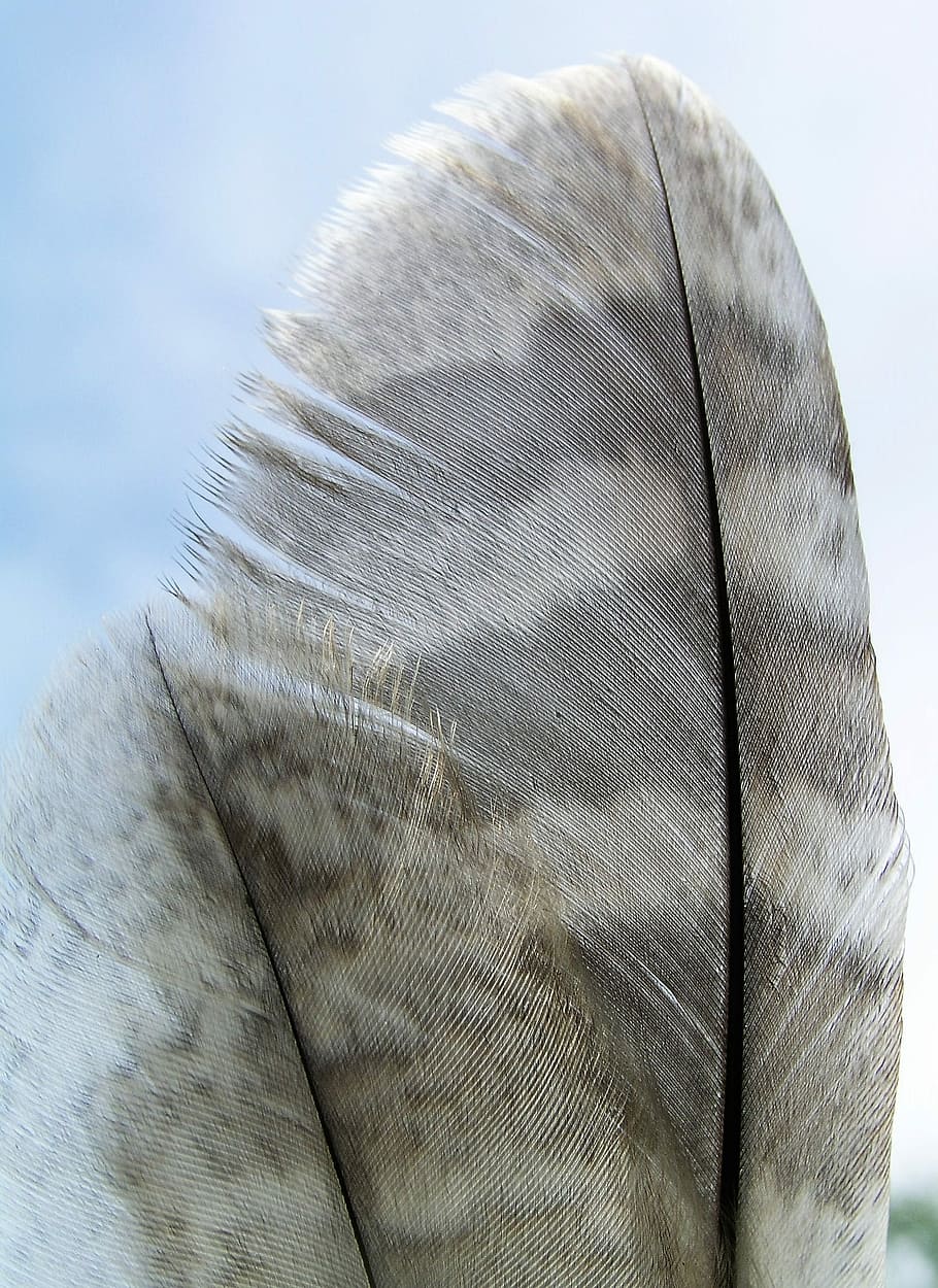 Feather, Nature, Bird, fashion, close-up, textured, no people HD wallpaper