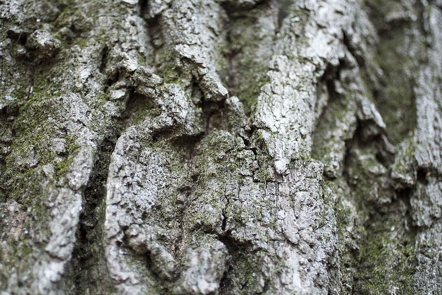 bark, tree, nature, texture, wood, pattern, trunk, rough, plant HD wallpaper