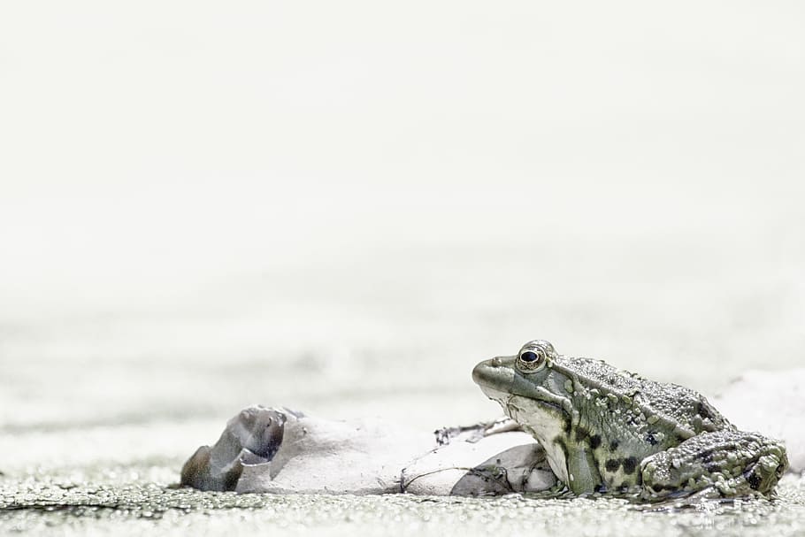 gray frog on soil pavement, Wild Animals, Mare, Water, pond HD wallpaper