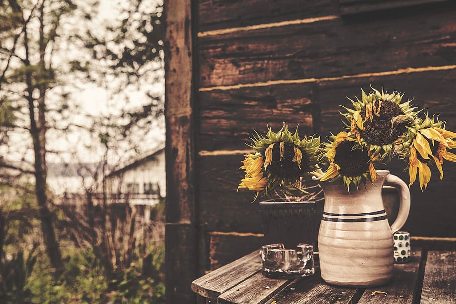 selective focus photography of four Sunflowers on white ceramic vase, HD wallpaper