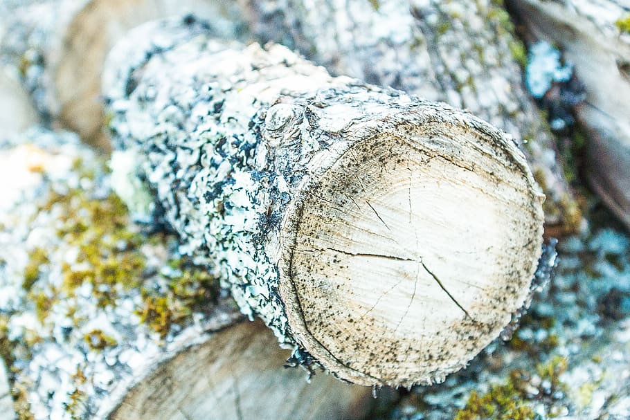 closeup photo of brown firewood, cut logs in closeup photography HD wallpaper