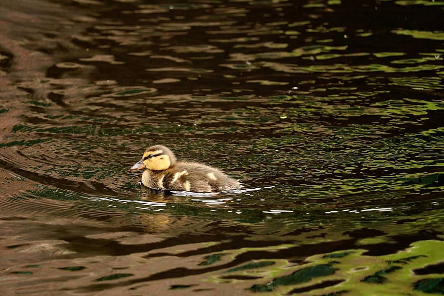 ducky, young, feather, chicks, young animals, bird, small, ducks HD wallpaper