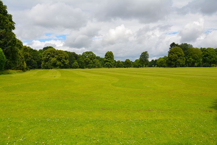 Green Grass Field, trees, nature, landscape, summer, meadow HD wallpaper