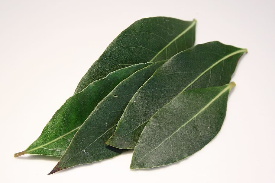 green leaves, Laurel, Spices, Cooking, Ingredient, leaf, green color HD wallpaper