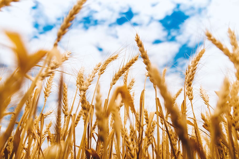 clouds, field, countryside, farm, barley, cereal, crop, depth of field HD wallpaper