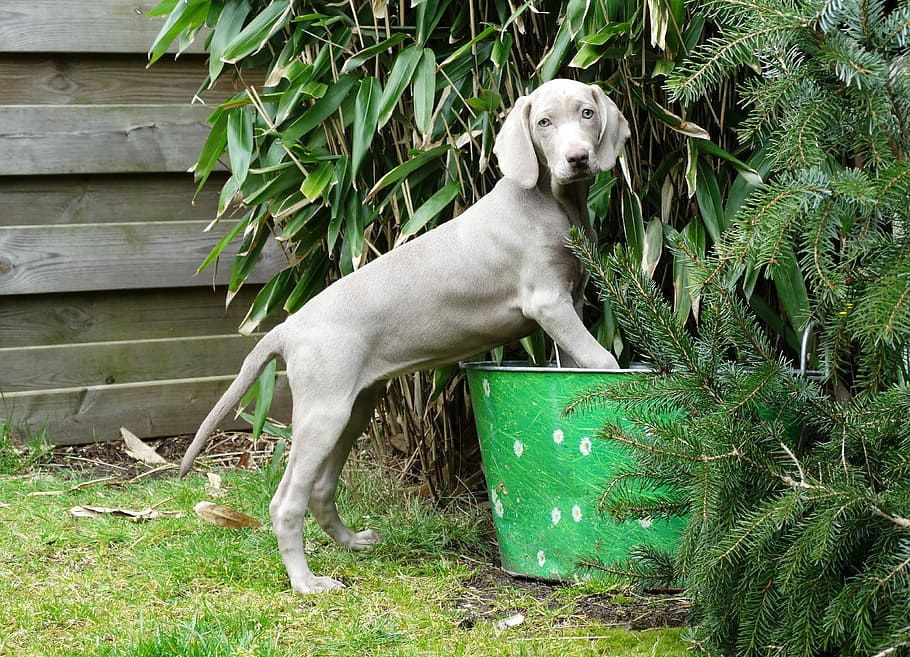 Weimaraner, German Hound, Hound, Dog, remote access, puppy HD wallpaper